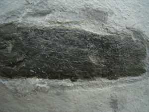 Lungenfisch Pentlandia macroptera