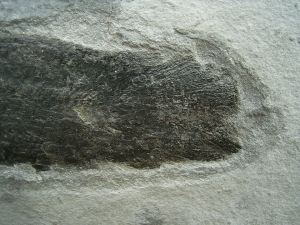 Lungenfisch Pentlandia macroptera