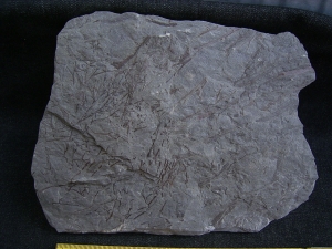 Psilophyton , fruehe Landpflanze