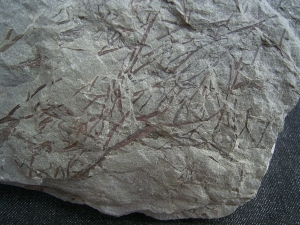 Psilophyton , fruehe Landpflanze