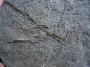 Psilophyton , fruehe Landpflanze