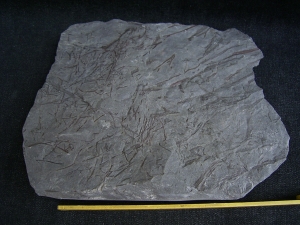 Psilophyton , fruehe Landpflanze