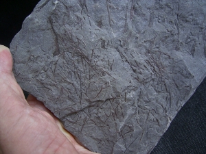 Psilophyton , fruehe Landpflanze