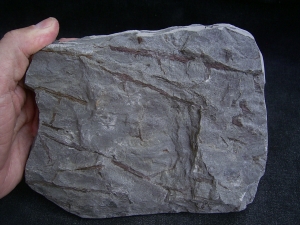 Psilophyton , fruehe Landpflanze