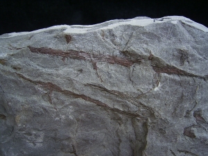 Psilophyton , fruehe Landpflanze