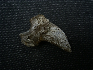 Ursus spelaeus claw