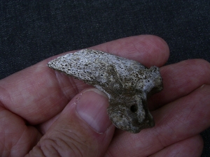 Ursus spelaeus claw