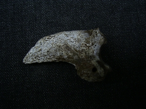 Ursus spelaeus claw