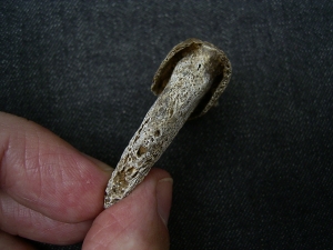 Ursus spelaeus claw