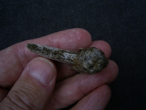 Ursus spelaeus claw