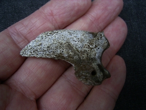 Ursus spelaeus claw