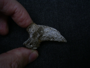 Ursus spelaeus claw