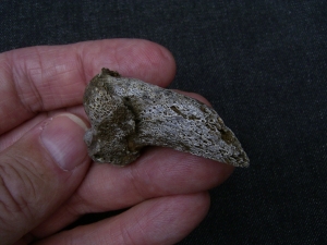 Ursus spelaeus claw