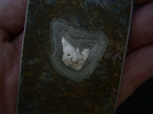 Haizahn Lebachacanthus pollichiae