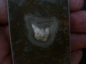 Haizahn Lebachacanthus pollichiae