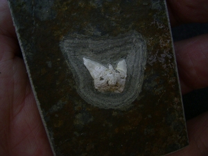 Haizahn Lebachacanthus pollichiae