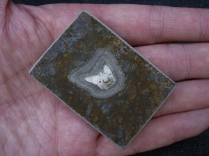 Haizahn Lebachacanthus pollichiae