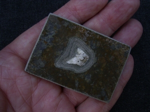 Haizahn Lebachacanthus pollichiae