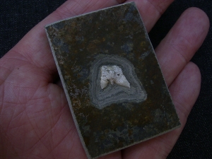 Haizahn Lebachacanthus pollichiae