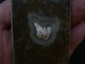 Haizahn Lebachacanthus pollichiae