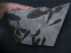 Trias- Fischplatte aus Hallein