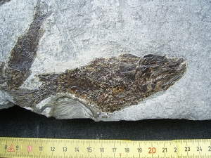 Trias- Fischplatte aus Hallein