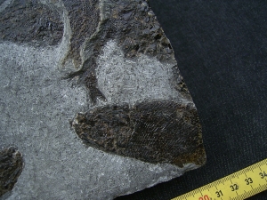 Trias- Fischplatte aus Hallein