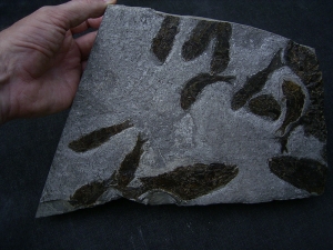 Trias- Fischplatte aus Hallein