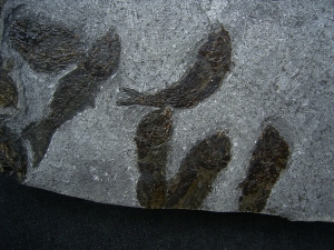 Trias- Fischplatte aus Hallein