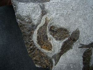 Trias- Fischplatte aus Hallein