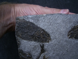 Trias- Fischplatte aus Hallein