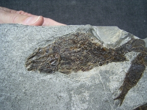 Trias- Fischplatte aus Hallein