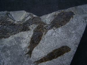 Trias- Fischplatte aus Hallein