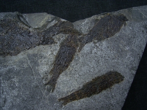 Trias- Fischplatte aus Hallein