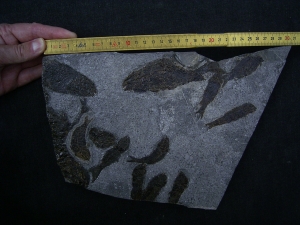 Trias- Fischplatte aus Hallein