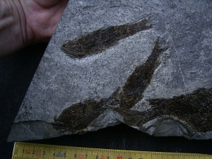 Trias- Fischplatte aus Hallein