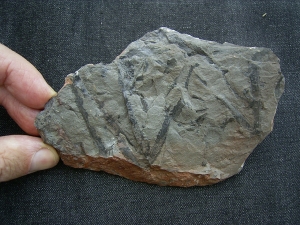 Sawdonia ornata - Devonpflanze