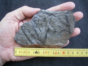 Sawdonia ornata - Devonpflanze