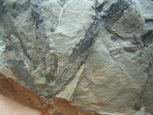 Sawdonia ornata - Devonpflanze