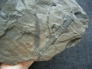 Sawdonia ornata - Devonpflanze