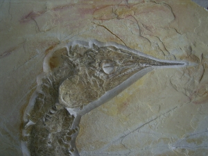 Schnabelfisch Aspidorhynchus