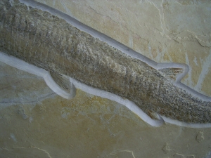 Schnabelfisch Aspidorhynchus