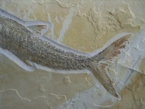 Schnabelfisch Aspidorhynchus