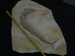 Schnabelfisch Aspidorhynchus