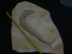 Schnabelfisch Aspidorhynchus