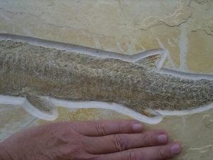 Schnabelfisch Aspidorhynchus
