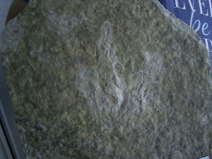 Dinosaurier Faehrte