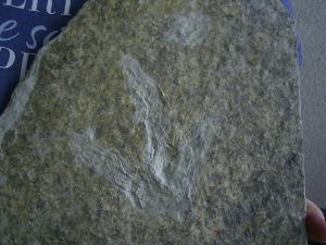 Dinosaurier Faehrte
