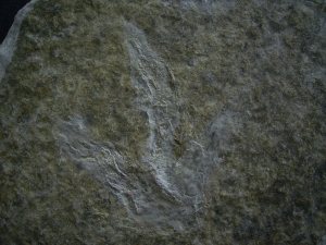 Dinosaurier Faehrte