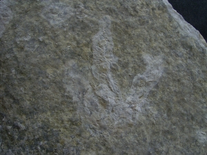 Dinosaurier Faehrte